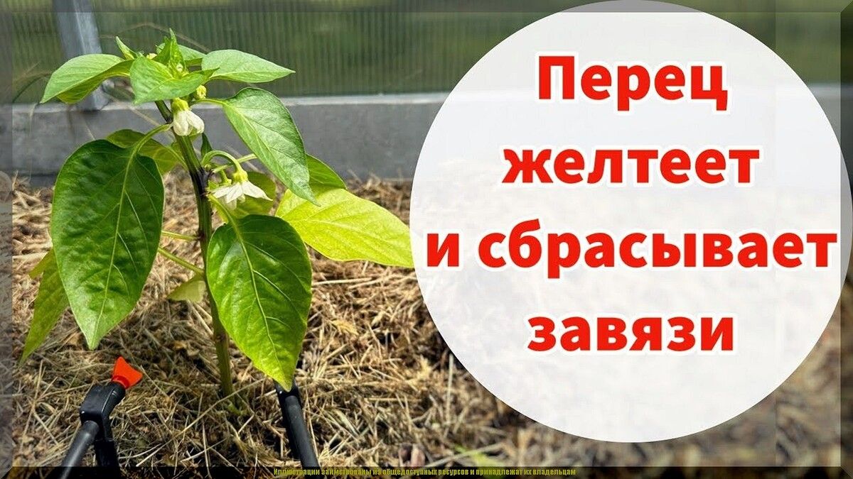 Перцы стоят в росте? Узнайте, как помочь вашим растениям в летний период