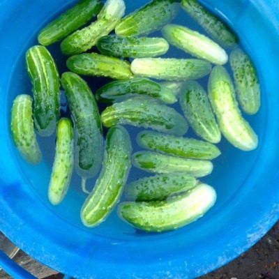 Огурец Бочковой засолочный: идеальный выбор для традиционной консервировки