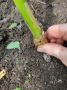 Зачем укладывать стебли чеснока: секреты дачников