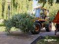 В парке «Везелица» в Белгороде уберут упавшее дерево, повредившее освещение