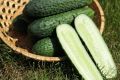 Огурцы Арктика: как вырастить урожайные плоды даже в холодных условиях