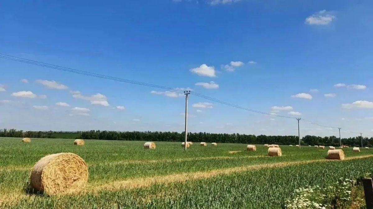Заготовка кормов в Прохоровском округе идёт по плану Заготовка кормов в Прохоровском округе идёт по плану