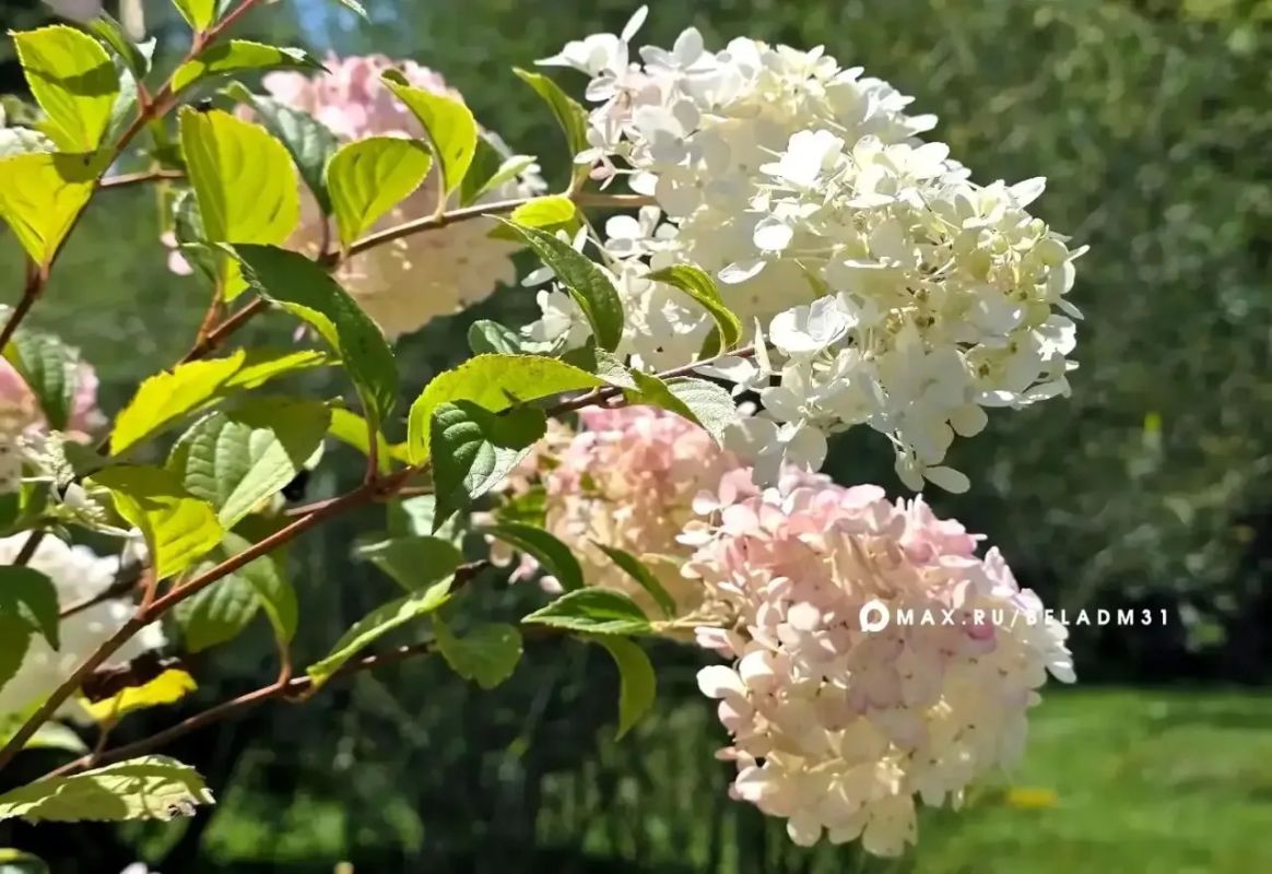 Погода в Белгороде 19 июля: от +13 до +27 °C, переменная облачность, осадков не ожидается