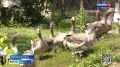 В детстве Наталья Кочеткова боялась гусей, а теперь именно эти водоплавающие расхаживают по её двору
