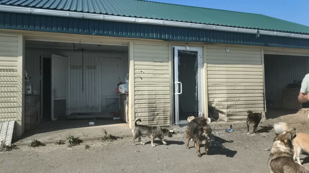 Одна собака погибла, другая пострадала при атаке дрона ВСУ на приют для животных Одна собака погибла, другая пострадала при атаке дрона ВСУ на приют для животных