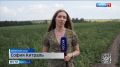 Возможно, горошек с этих полей попадёт именно на ваш новогодний стол