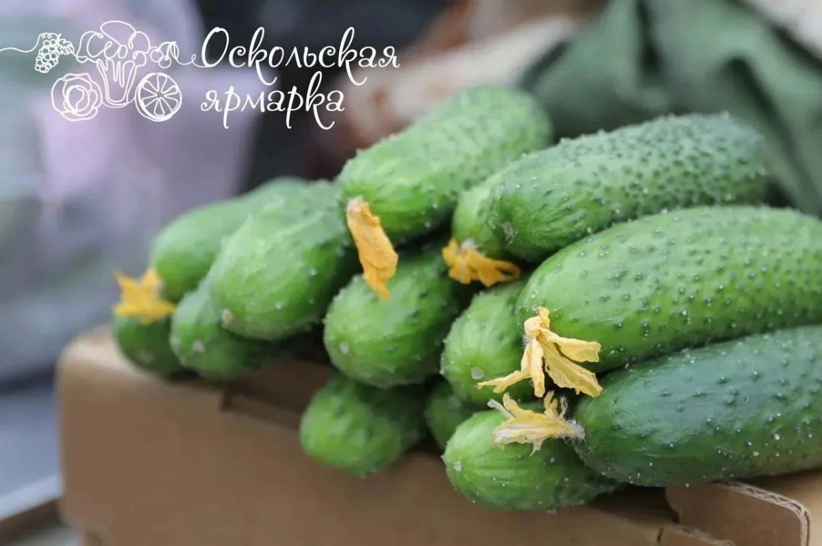 Фермерская ярмарка в Старом Осколе
