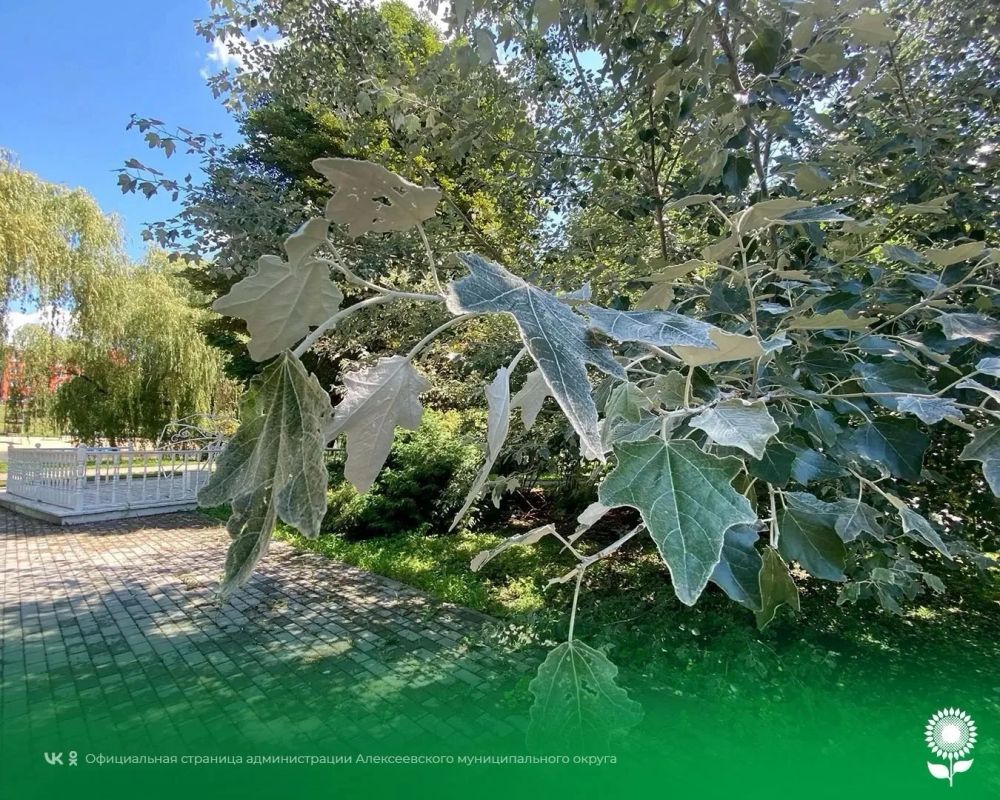 17 августа. Температура воздуха 31°C, переменная облачность, без осадков