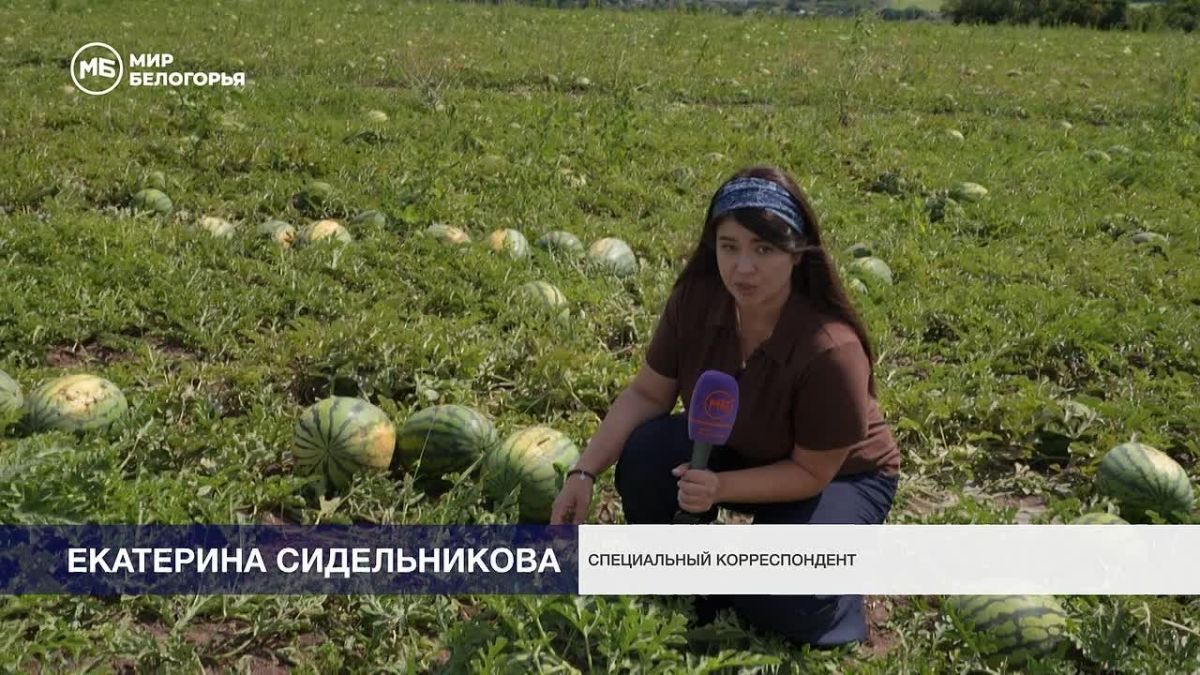 Нота соль вместо си: фермер из Корочанского округа рассказал, как выбрать спелый арбуз