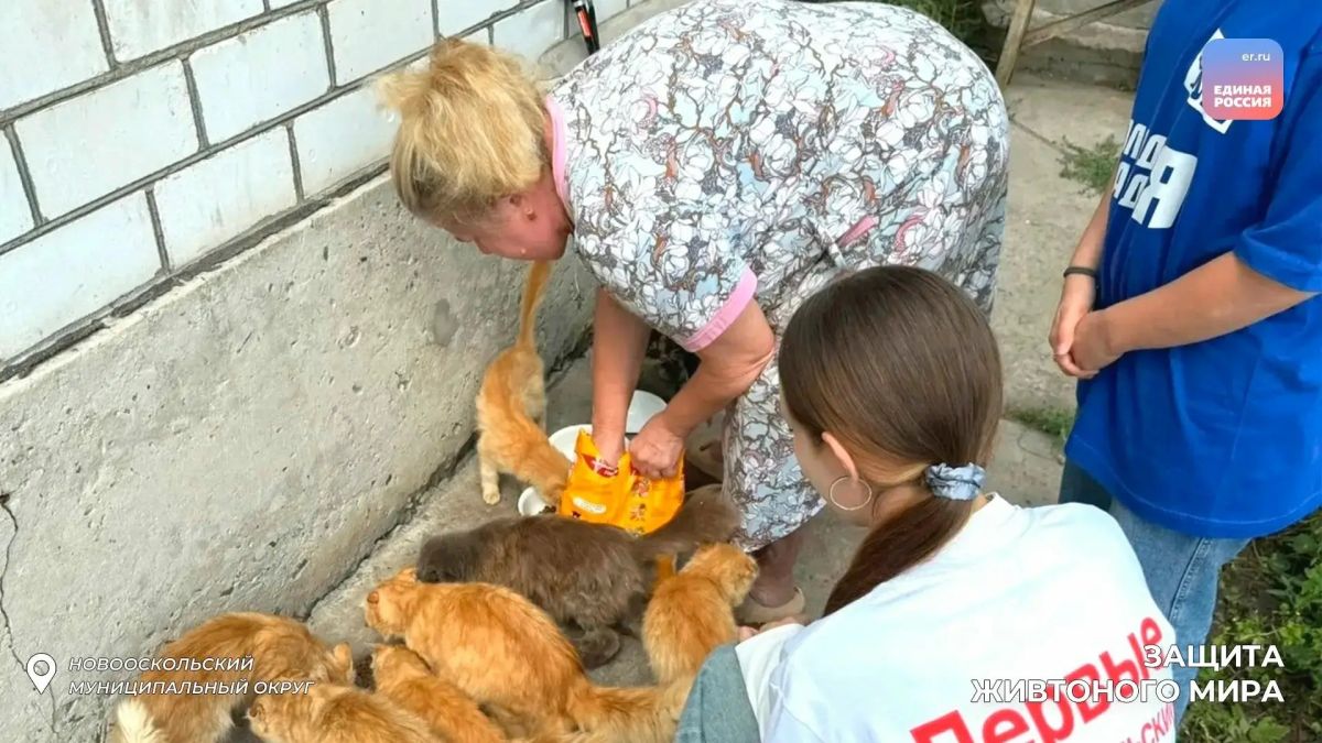 Забота о братьях меньших: Новооскольские активисты передали корм для бездомных животных Забота о братьях меньших: Новооскольские активисты передали корм для бездомных животных