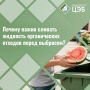 Сочная проблема: как арбузы и дыни портят наши дворы