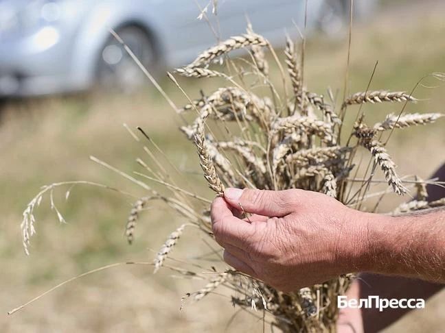 Вейделевском округе завершают уборку зерновых культур Вейделевском округе завершают уборку зерновых культур
