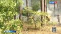С начала 2026-го в Белгородской области не произошло ни одного лесного пожара
