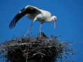 Из крошек уже выросли в грациозных птиц