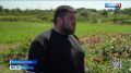 Гортензии, спиреи, вейгелы, розы: в этом цветочном хозяйстве в Яковлевском округе только цветочных кустарников свыше 500 видов