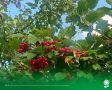 26 августа. Температура воздуха 26°C, переменная облачность, без осадков