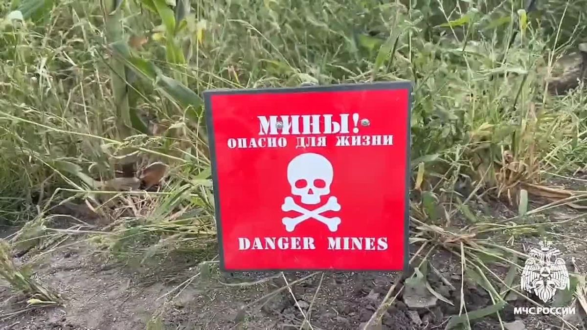 С начала 2026-го в Белгородской области взрывотехники обезвредили 330 боеприпасов времён Великой Отечественной войны