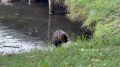В белгородском парке заметили настоящего милашку