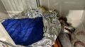 Приют для собак в Новой Нелидовке попал под артобстрел: волонтёры просят помочь