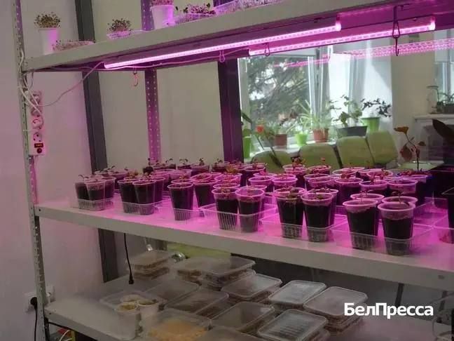Корочанском сельхозтехникуме для первокурсников провели агродайвинг Корочанском сельхозтехникуме для первокурсников провели агродайвинг