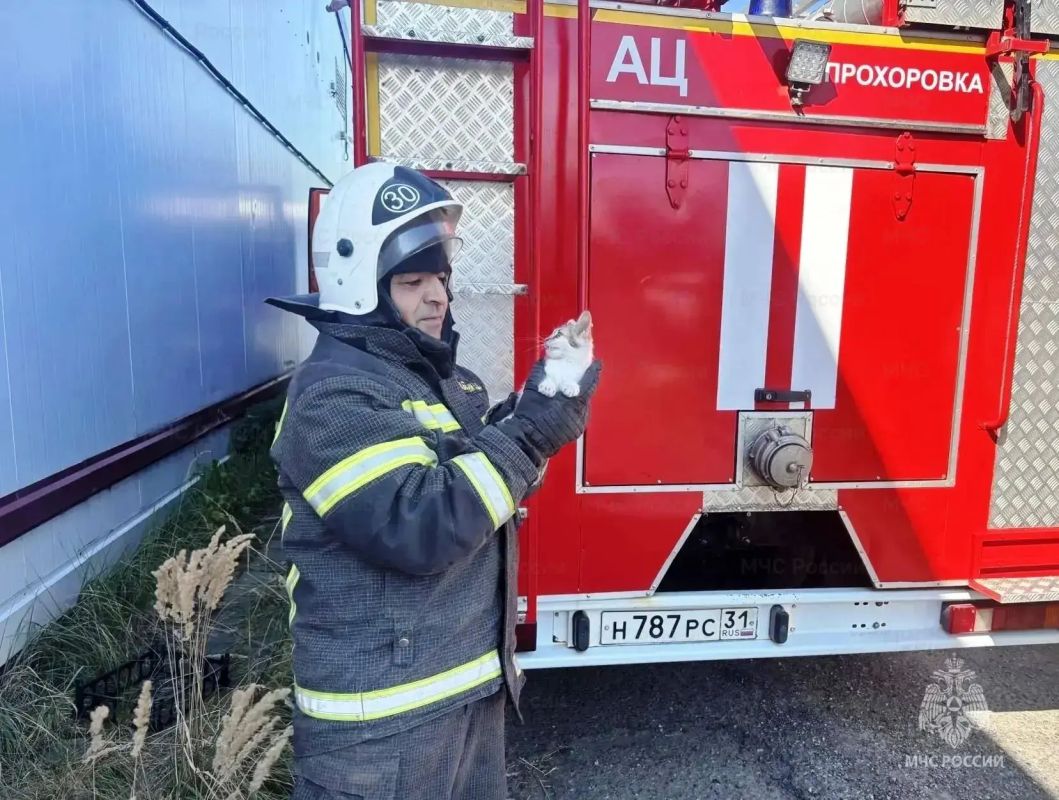 В поселке Прохоровка спасли котёнка, застрявшего в трубе дымохода В поселке Прохоровка спасли котёнка, застрявшего в трубе дымохода