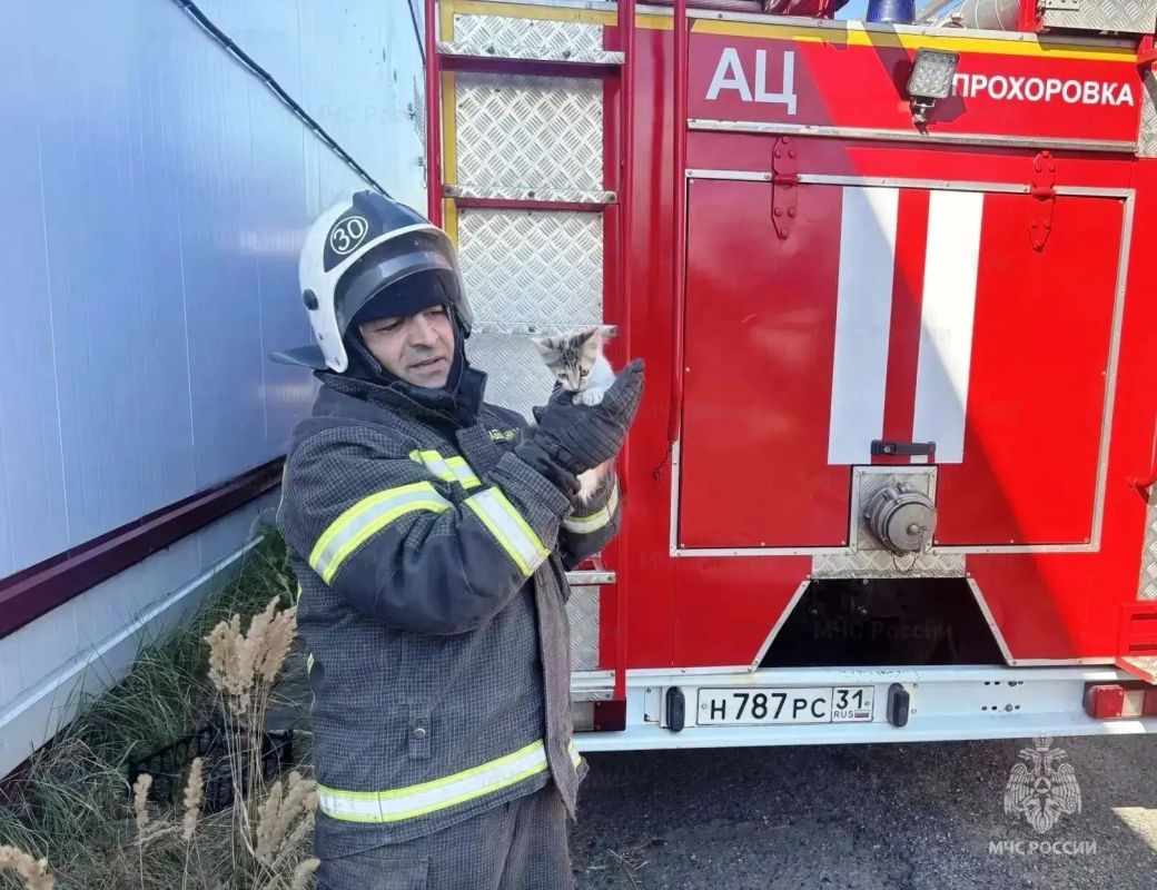 В поселке Прохоровка спасли котёнка, застрявшего в трубе дымохода