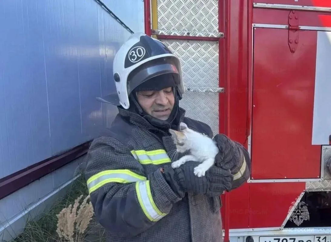 В поселке Прохоровка спасли котёнка, застрявшего в трубе дымохода В поселке Прохоровка спасли котёнка, застрявшего в трубе дымохода
