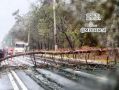 А на Волчанской прямо на дорогу упало большое дерево