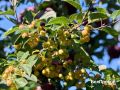 Ивнянском округе стартовал сбор урожая яблок осенних и зимних сортов