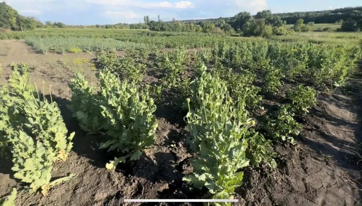 Наркоплантация в одной фотографии