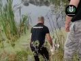 Пара лебедей воссоединилась: сотрудники Экоохотнадзора помогли пернатому в Красногвардейском округе