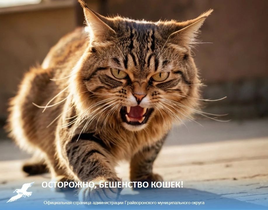 Осторожно, бешенство кошек!
