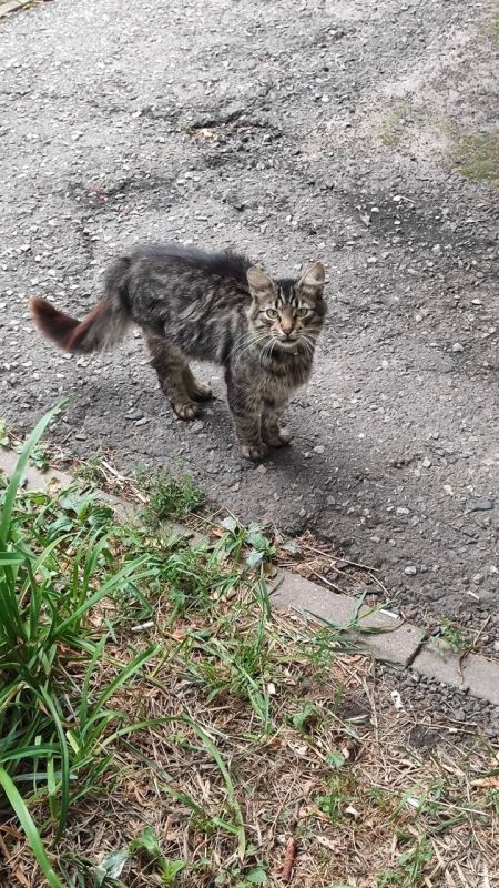 Уличный кот продолжает ждать погибшую при ударе дрона женщину, которая его кормила Уличный кот продолжает ждать погибшую при ударе дрона женщину, которая его кормила