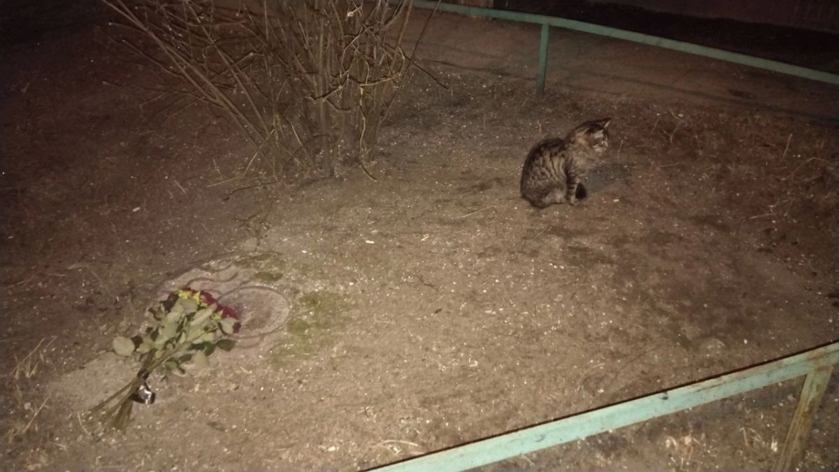 Уличный кот продолжает ждать погибшую при ударе дрона женщину, которая его кормила Уличный кот продолжает ждать погибшую при ударе дрона женщину, которая его кормила