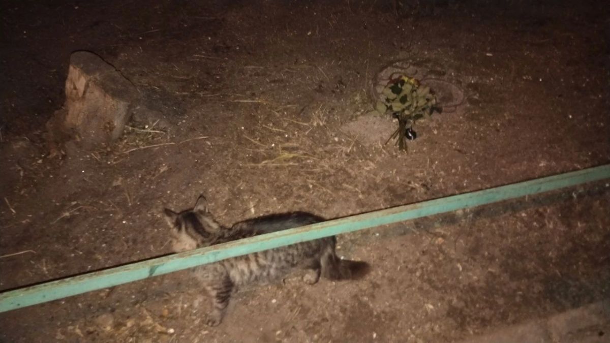 Уличный кот продолжает ждать погибшую при ударе дрона женщину, которая его кормила Уличный кот продолжает ждать погибшую при ударе дрона женщину, которая его кормила