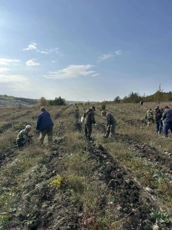 Валуйский лесхоз приступил к дополнению лесных культур сосны