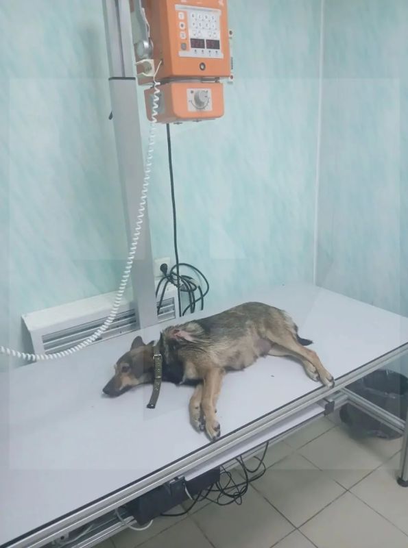 В бездомных собак стреляли в парке в белгородском Шебекино В бездомных собак стреляли в парке в белгородском Шебекино