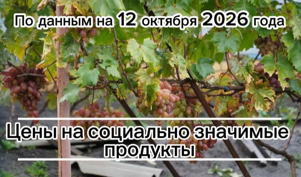Владимир Переверзев: Где дешевле всего купить необходимые продукты в посёлке Борисовка