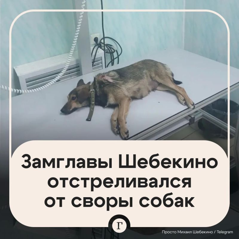 Губернатор заступился за белгородского чиновника, который выстрелил в бродячую собаку