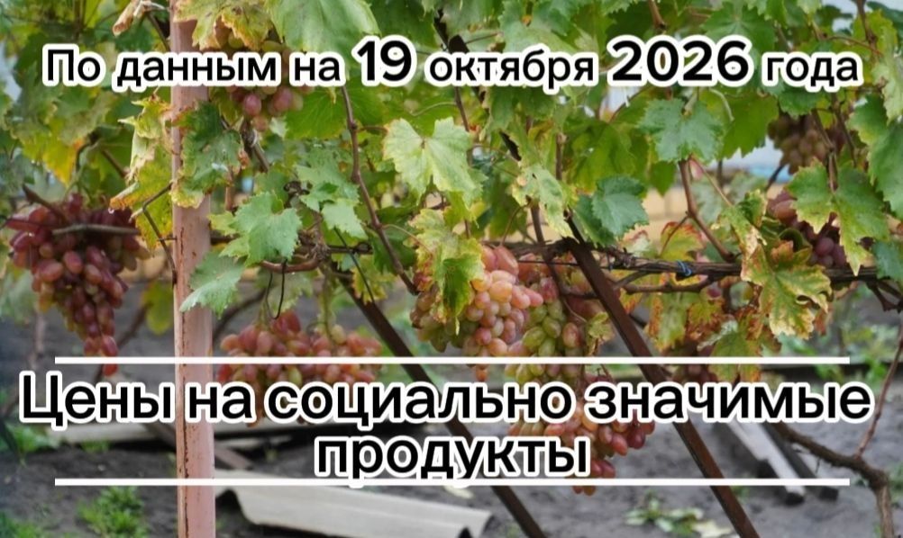 Владимир Переверзев: Где дешевле всего купить необходимые продукты в посёлке Борисовка