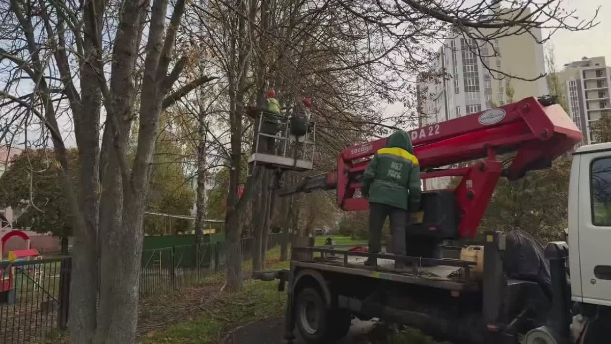 В Белгороде оперативно убрали аварийное дерево с трещиной на стволе