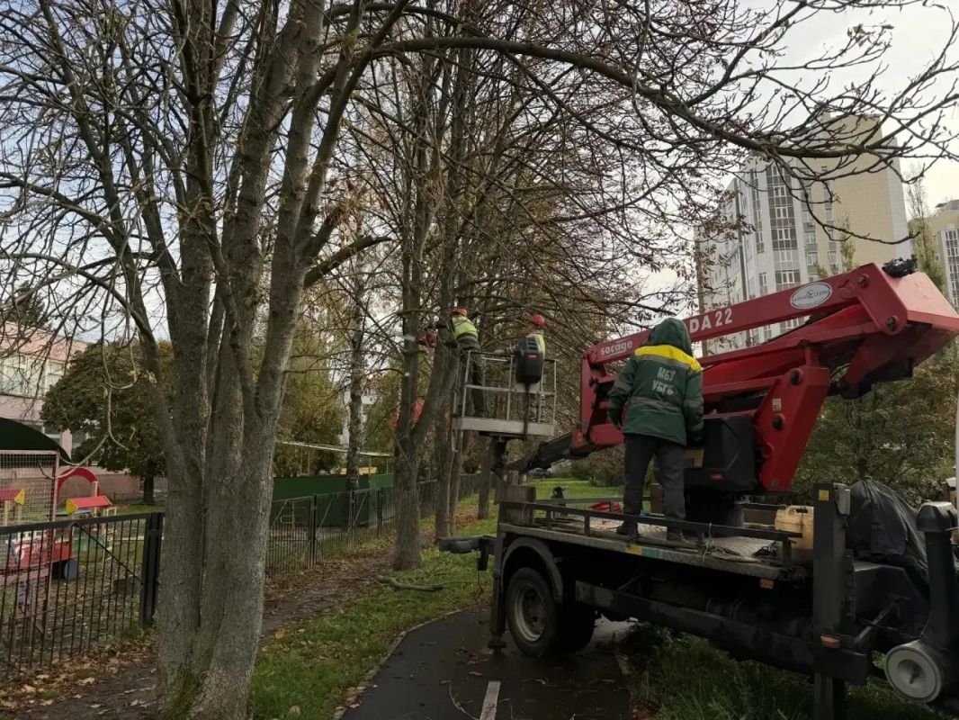 В Белгороде оперативно убрали аварийное дерево с трещиной на стволе В Белгороде оперативно убрали аварийное дерево с трещиной на стволе