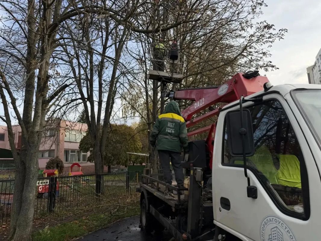 В Белгороде оперативно убрали аварийное дерево с трещиной на стволе В Белгороде оперативно убрали аварийное дерево с трещиной на стволе