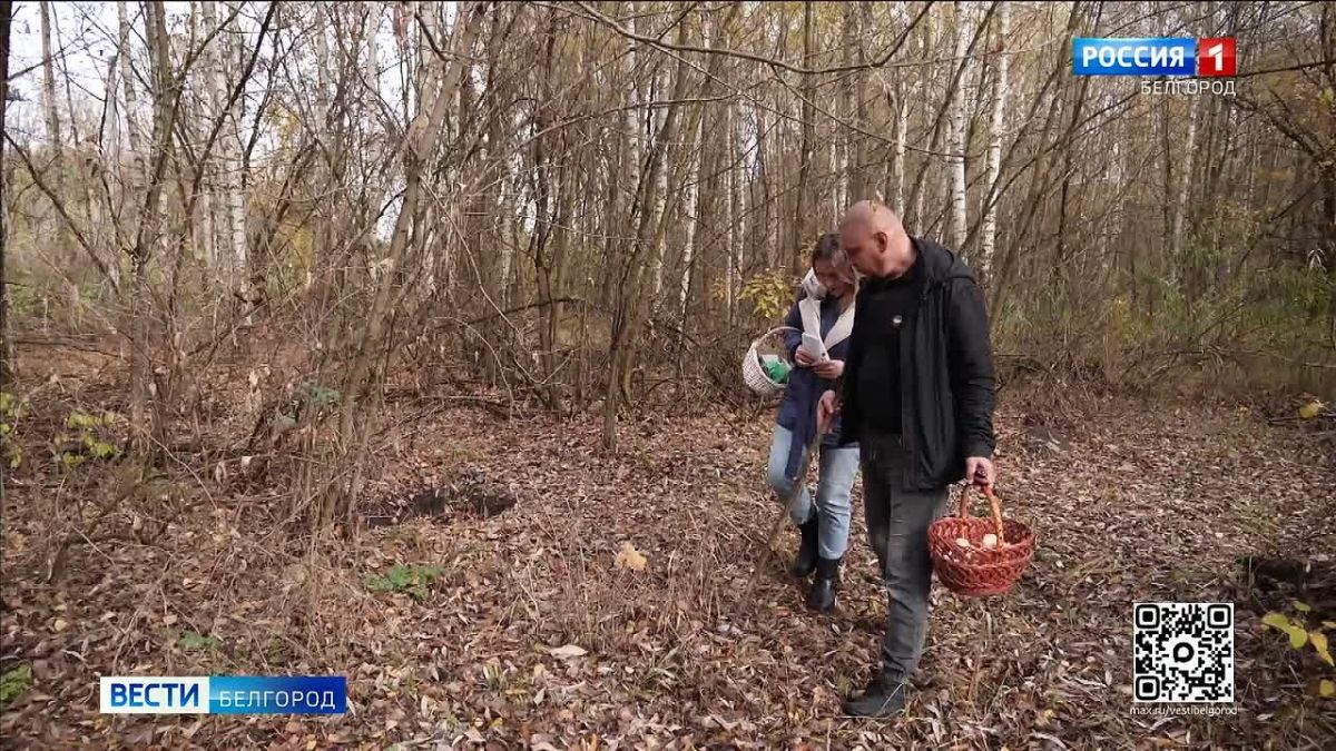 «Чтобы цена гриба не стала ценой жизни»