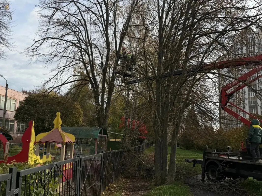 В Белгороде оперативно убрали аварийное дерево с трещиной на стволе В Белгороде оперативно убрали аварийное дерево с трещиной на стволе