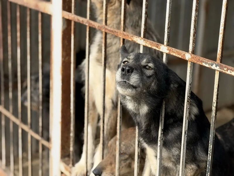 В Белгородском округе в рамках акции "Каникулы с Общественным советом" школьники навестили животных в приюте В Белгородском округе в рамках акции "Каникулы с Общественным советом" школьники навестили животных в приюте