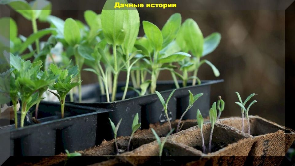 Как выбрать идеальный горшок для рассады: керамика, пластик или торф?