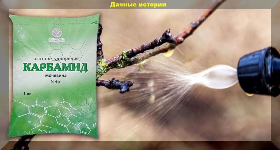 Как обрабатывать сад мочевиной: советы для осеннего ухода за растениями