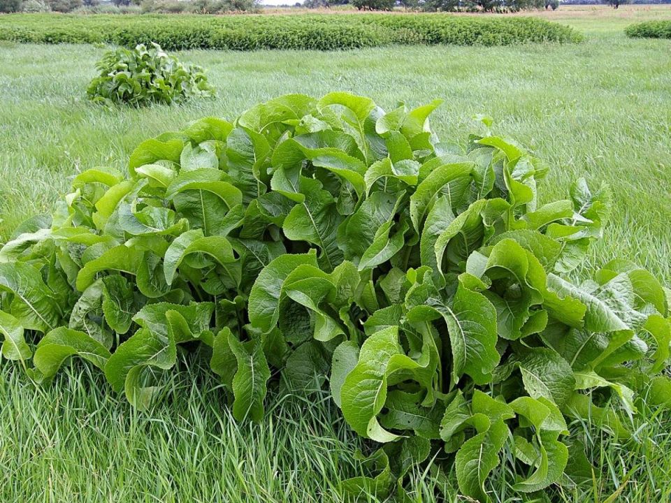 Как победить хрен на вашем огороде: простые и действенные советы