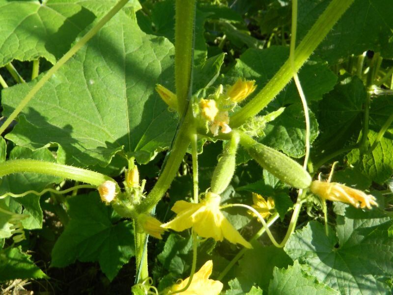 Лунный календарь: оптимальные дни для садовых работ с 17 по 23 июня 2025 года